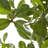 72'' Faux Olive Tree Tree in Pot