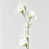 Blanc crémeux sélectionné