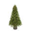 Imperial Evergreen - 7,5 pi