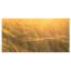 «Wheat Field Close-up at Sunset», reproduction de photo sur toile tendue-25565824