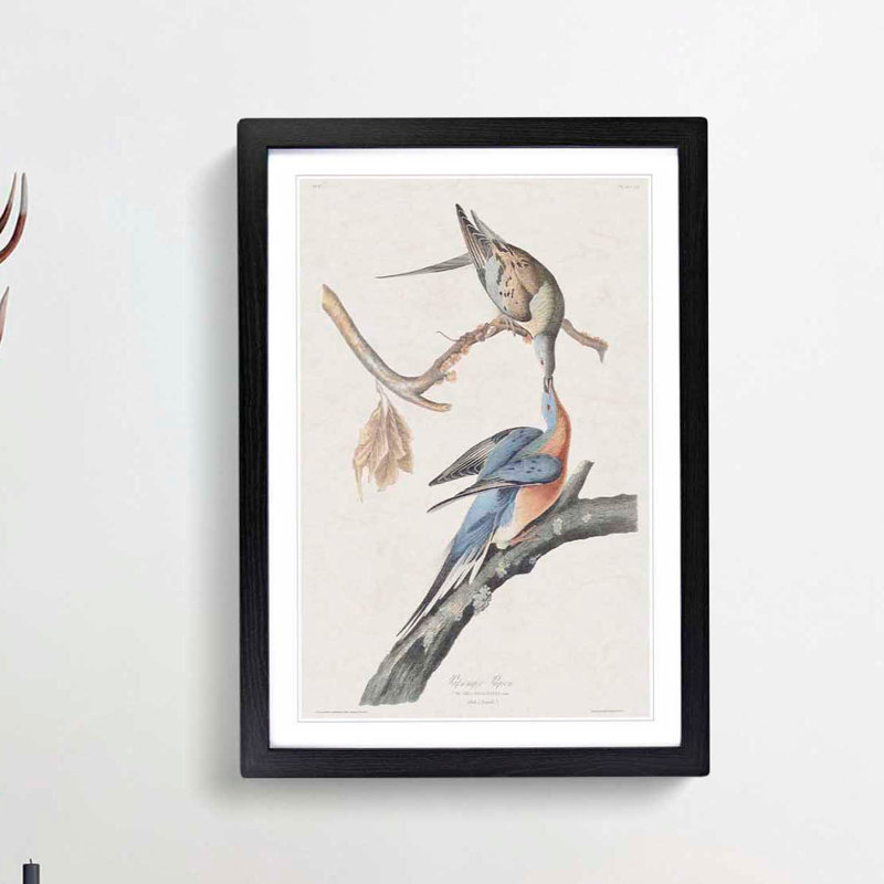 Passenger Pigeons by John Audubon - Picture Frame Painting Print, Black Framed, 36cm H x 27cm W x 2cm D
