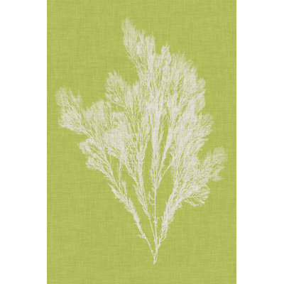 Seaweed Pop V by Vision Studio - Wrapped Canvas Painting