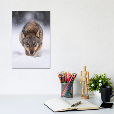 Wolf Hunting In The Snow by Dick Van Duijn - Wrapped Canvas Print