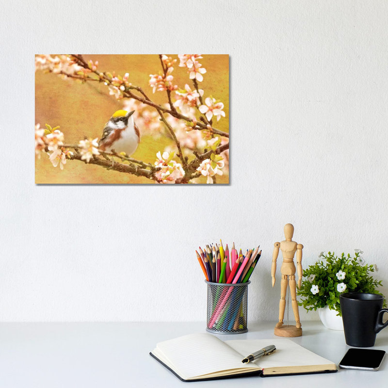 Canada. Chestnut-sided Warbler Bird In Tree. by Jaynes Gallery - Wrapped Canvas Gallery-Wrapped Canvas Giclée