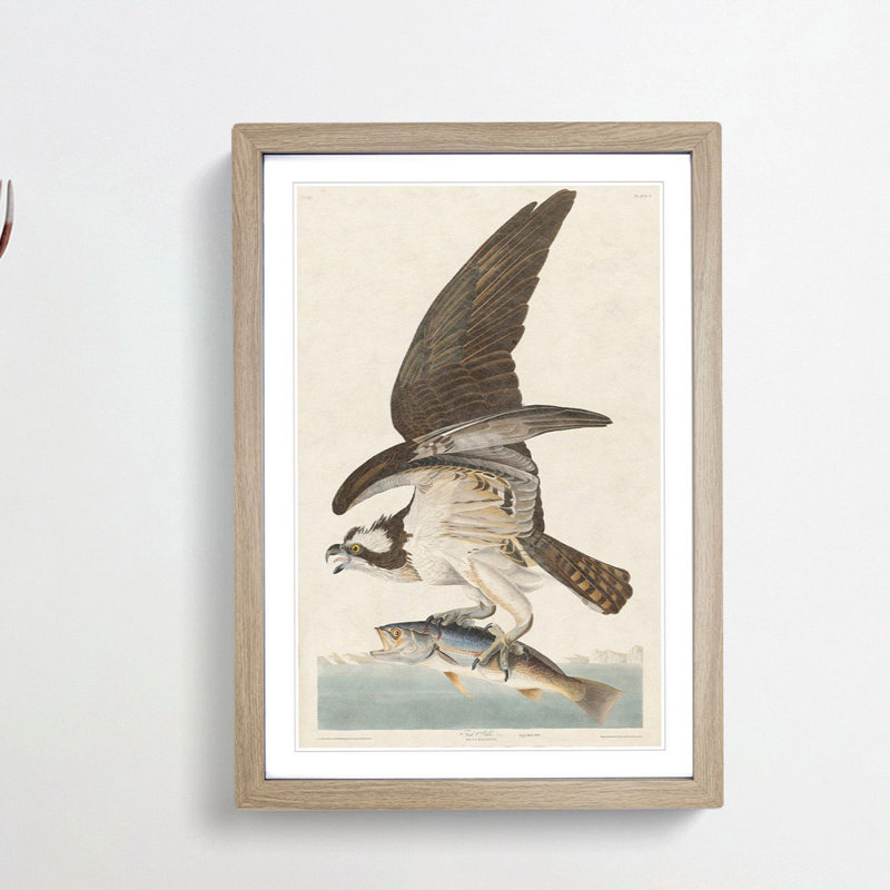 Osprey by John Audubon - Picture Frame Painting Print, Oak Framed, 65cm H x 48cm W x 2cm D