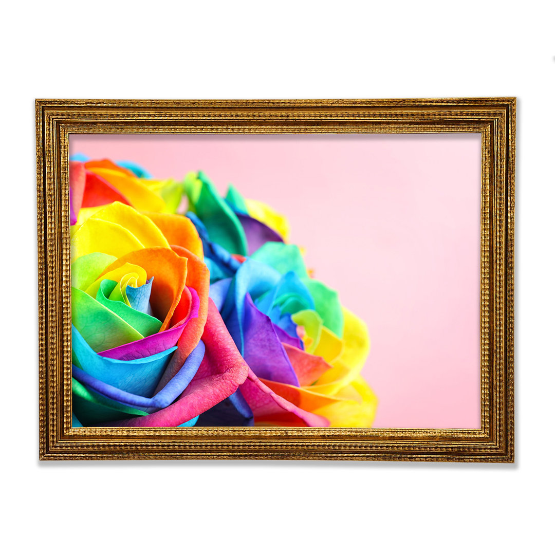 Regenbogen Nahaufnahme Rose - Druck