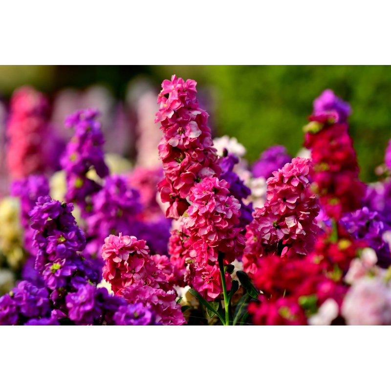 Matthiola Incana - Print, 30cm H x 46cm W x 3.8cm D