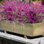 Fleurs artificielles-1398364677