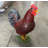Rooster Life Size Statue