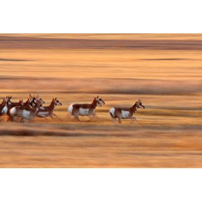 " Pronghorn Antelope " by Bobloblaw