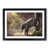 Black Framed