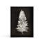 Fern Shadow Box-60151552