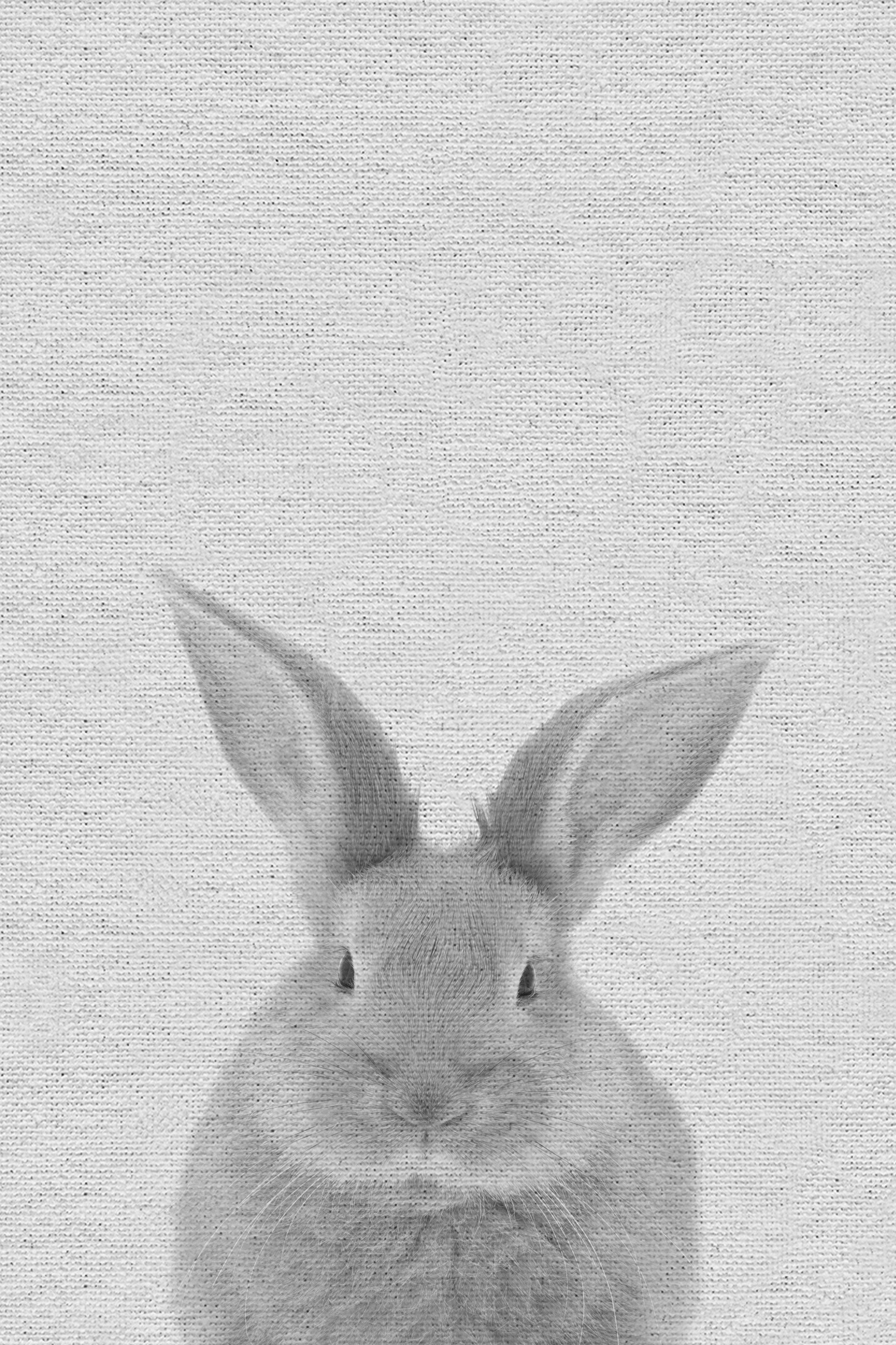 HoneyBee Nursery Chubby Rabbit - Drawing on Canvas | Wayfair.co.uk