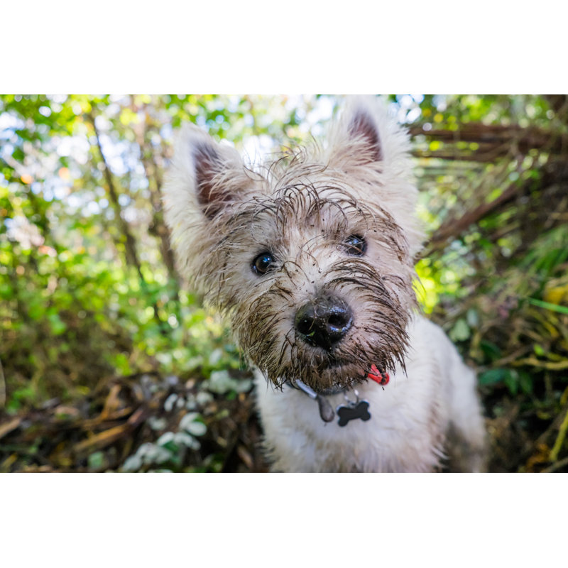 Dirty West Highland Terrier Westie Dog With Muddy Face Outdoors In Nature - Portrait Of Head - Wrapped Canvas Print