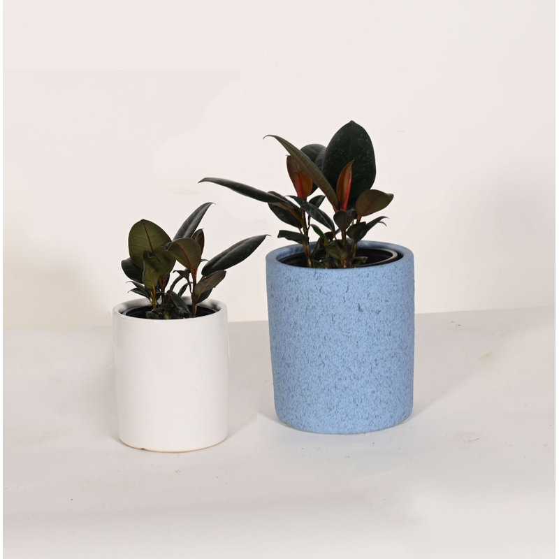 Upshining Live Foliage Plant in Ceramic Pot, Blue/White