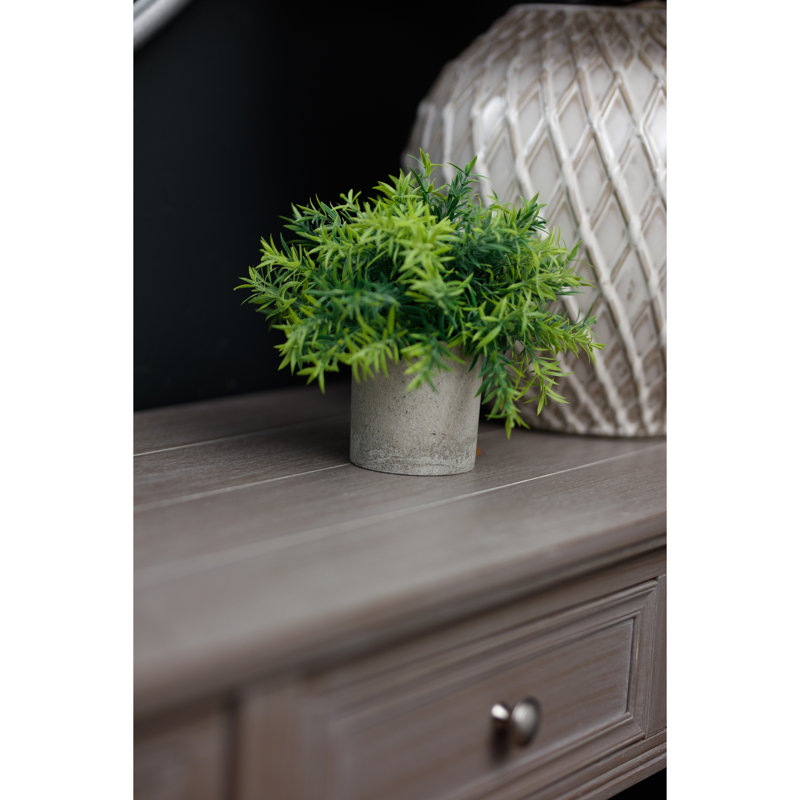 Andaiye 20cm Plant in Pot