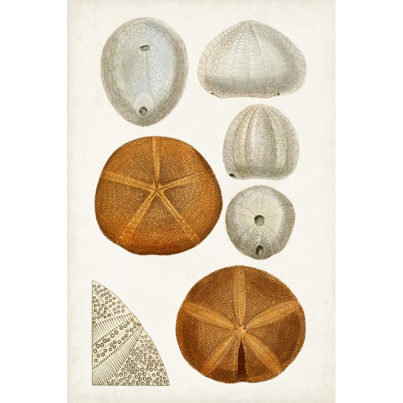 Coastal Curiosity II - Print on Canvas, Black Floater Framed, 46cm H x 30cm W