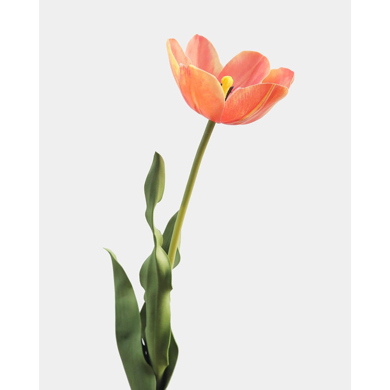 Yellow Orange Tulip 22.5", White