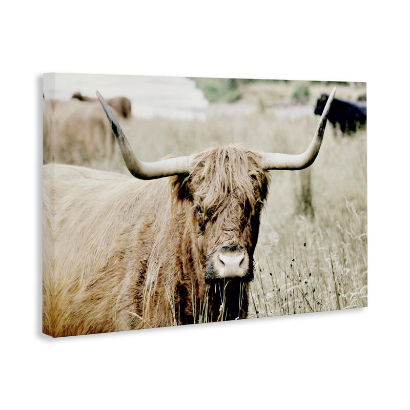 Bouvier Highland dans une toile de champ par SD graphiques Studio, H 24 po x l 36 po x P 1,5 po