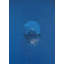Royal Blue Reverie