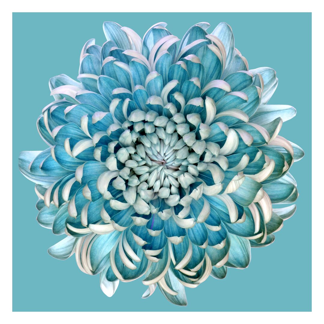 Matte Tapete Blaue Chrysantheme 3,36 m x 336 cm