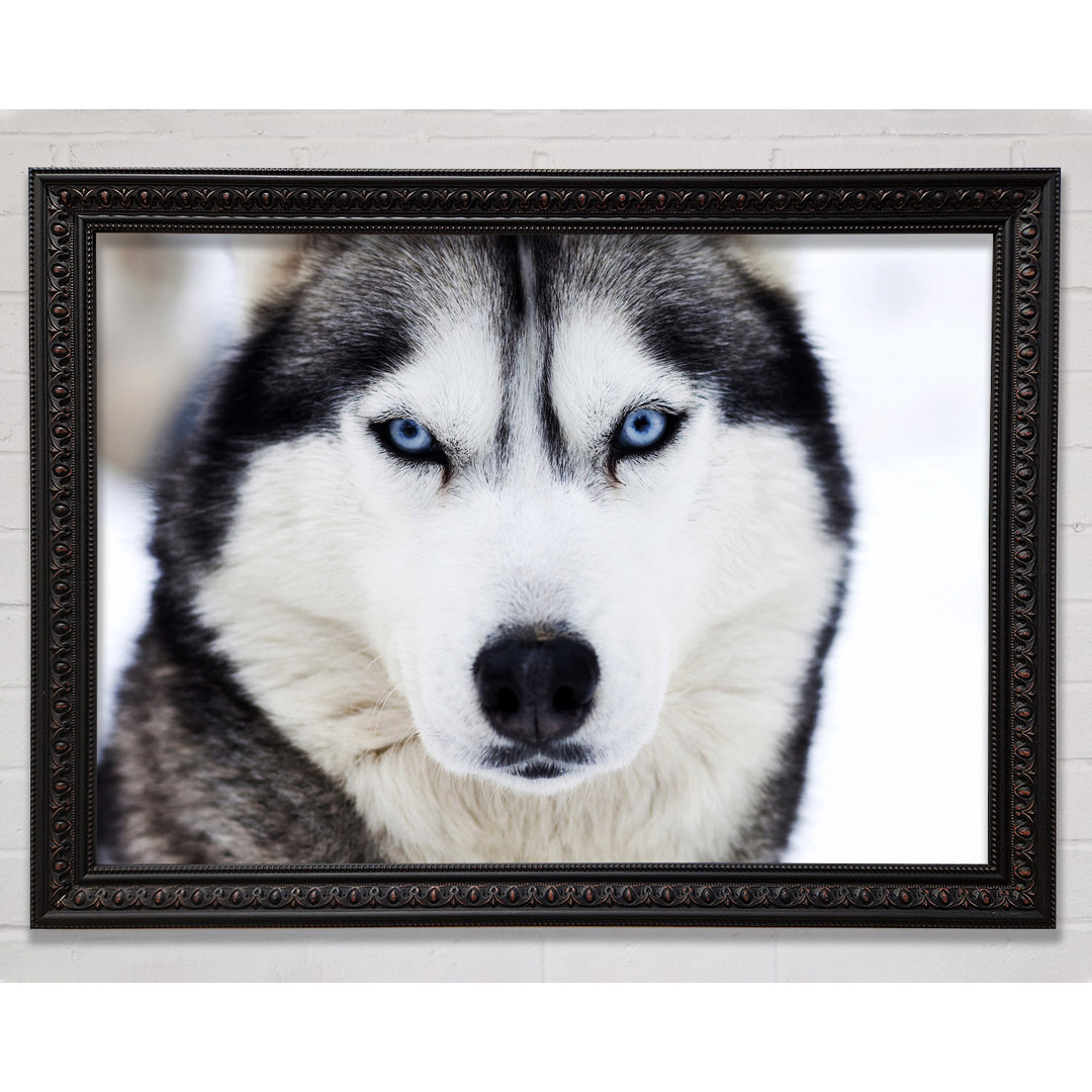 Husky Hund Schnee Gesicht - Einzelner Bilderrahmen Kunstdrucke