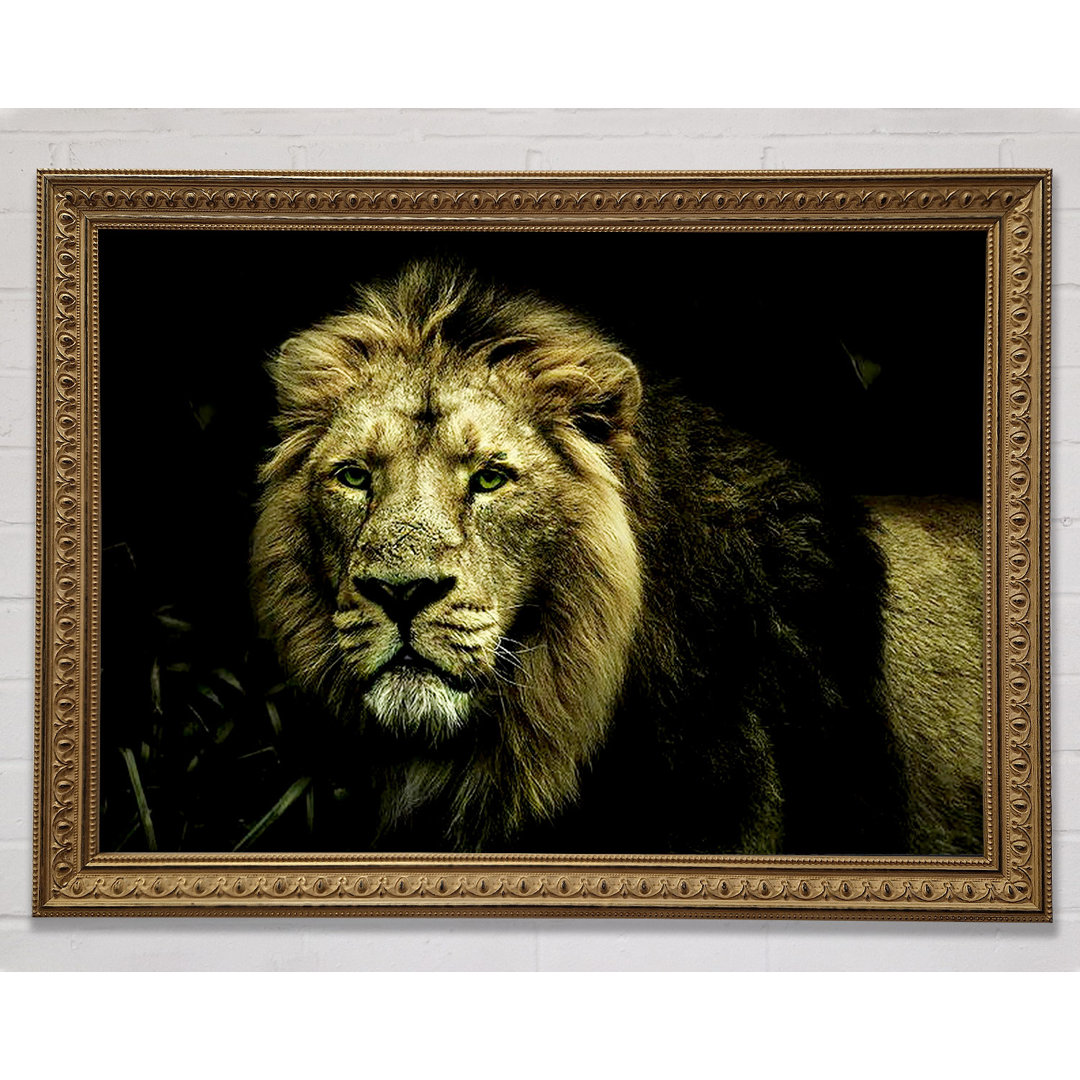 King Of The Jungle Stare - Einzelner Bilderrahmen Kunstdrucke