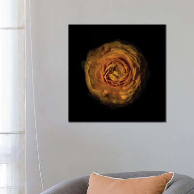 Yellow Begonia III by Brian Carson - Wrapped Canvas Print