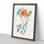 Orange California Poppy - Picture Frame Painting Print-55581140-55581139