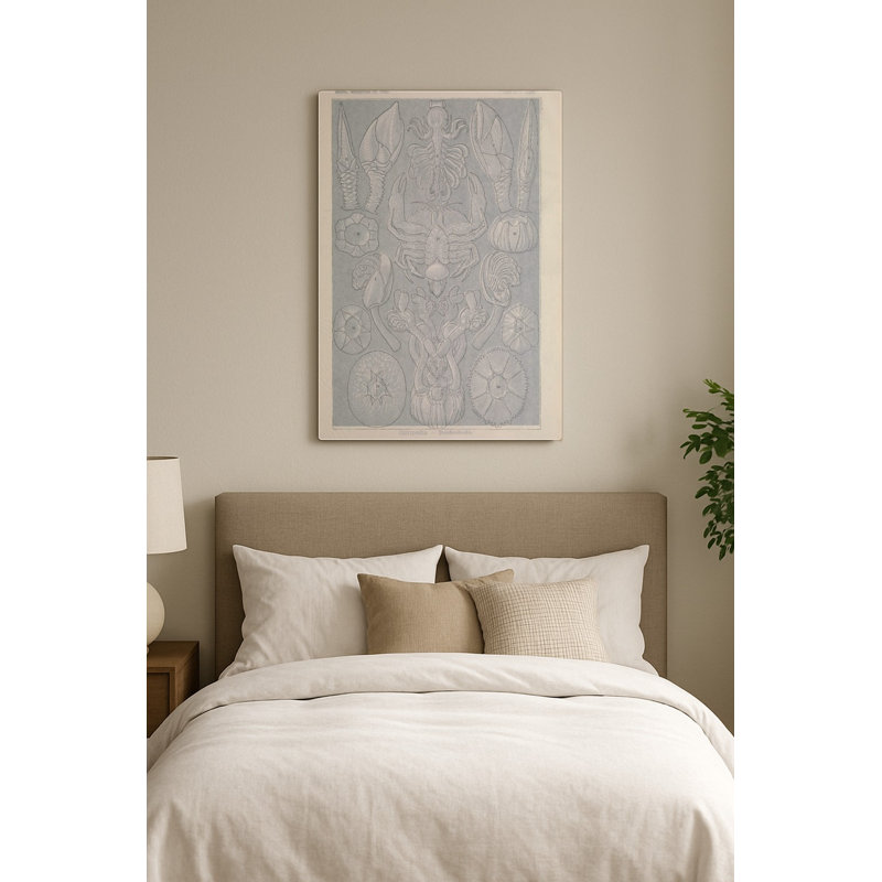 Kunstformen der Natur, Tafel 57 – Cirripedia (Barnacles) — Portrait Art mural en métal, H 14 po x l 11 po