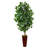Ficus Artificial Tree in Bamboo Planter