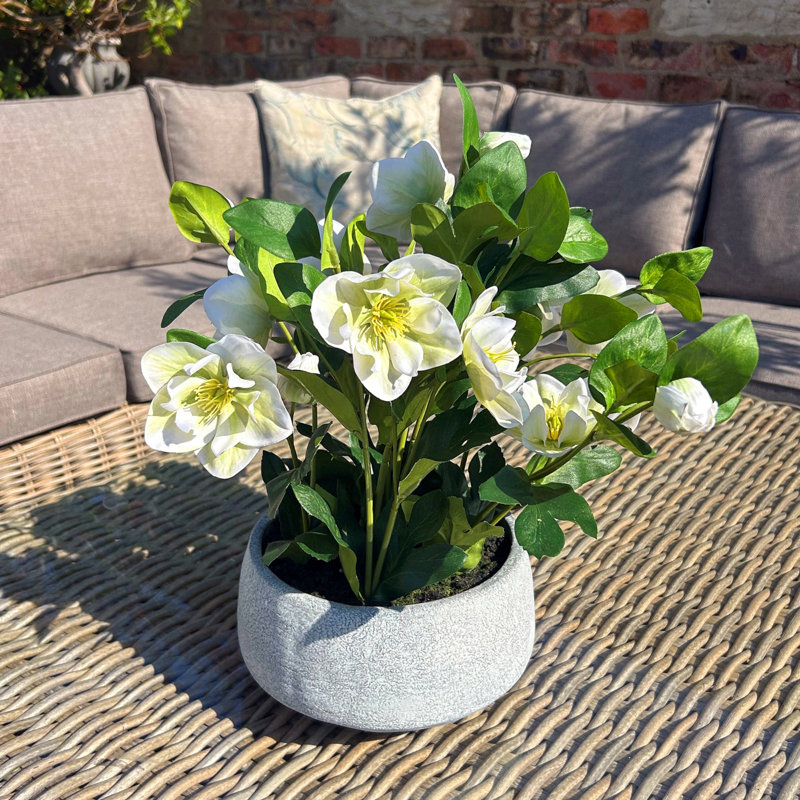 Hellebore Plant In Taupe Pot, Grey, White