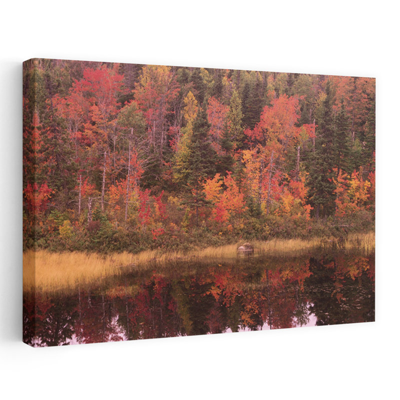 Forêt d'automne, Terre-Neuve, Canada, H 16 po x l 24 po