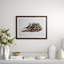 Advocet Print by Audubon