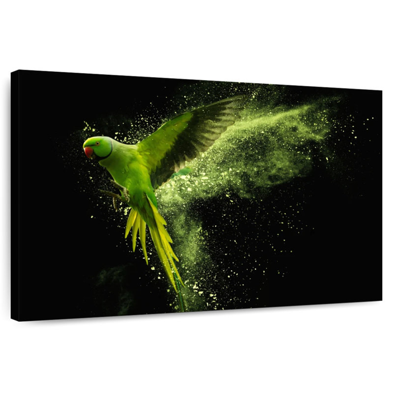Brampt Alexandrine Parakeet, 8" H x 12" W
