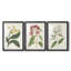 Antique Botanical Collection X - reproduction sur mesure encadrée de qualité supérieure - 3 pièces-1497497493-1497497495