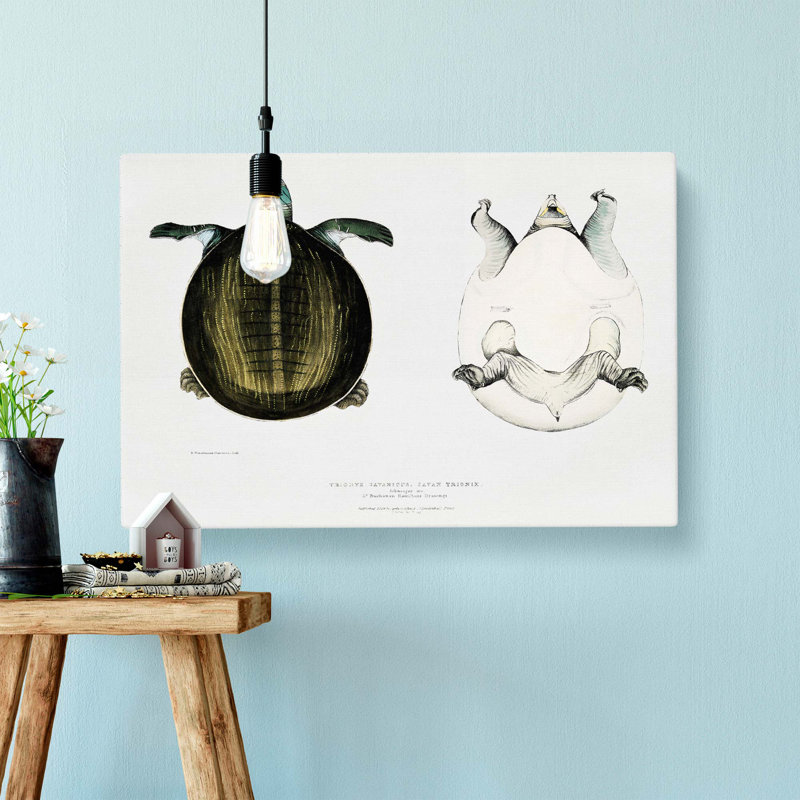 Javan Trionyx Turtle by John Edward Gray - Wrapped Canvas Painting, 40cm H x 60cm W x 3cm D