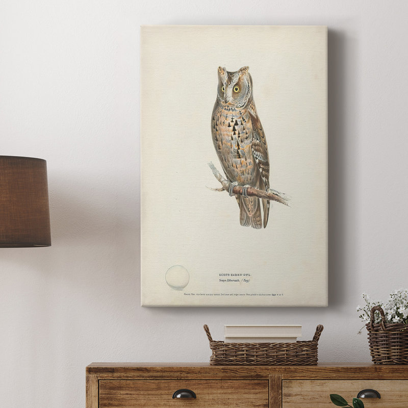 Scops Eared Owl - galerie sur mesure tendue Cavas, H 12 po x l 8 po