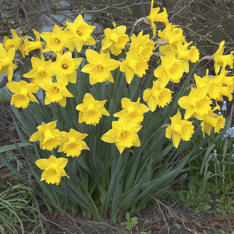 Daffodils Dutch Master Bulb