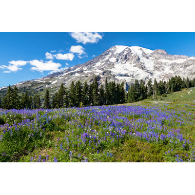 Thea Lupins au-dessous du mont Rainier