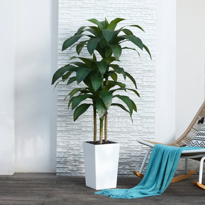 Adcock UV Resistant Artificial Green Dracaena Tree, Faux Tree with Large Base for Indoor Outdoor