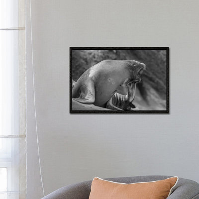 California Sea Lion Scratching Itself, La Jolla, California by Tim Fitzharris - Floater Frame Gallery-Wrapped Canvas Giclée on Canvas