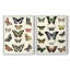 Impression encadrée Flutterbys I-Premium - prête à être accrochée - aucun clou requis - aucun clou requis-1014106689-1014106700