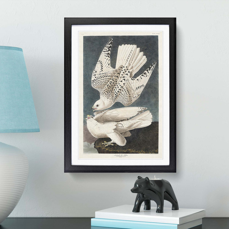Two Gyrfalcons by John James Audubon - Framed Print, 36cm H x 27cm W x 2cm D, Black Framed