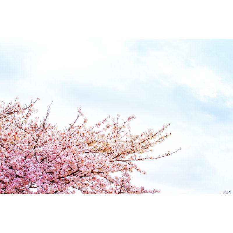 Cherry Blossom In Spring by Minianne - Wrapped Canvas Print, 30cm H x 46cm W