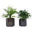 Metal Pot Planter-384225442