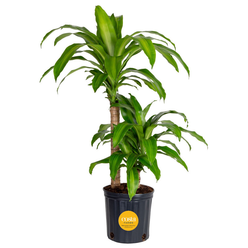 Mass Cane in Grower Pot