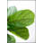 Fiddle Fig Leaf Tree, 40 Leaves