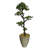 Panama Floor Yacca Tree in Planter