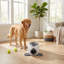 Mini-lance-balles pour chien Agility Équipement Interactives